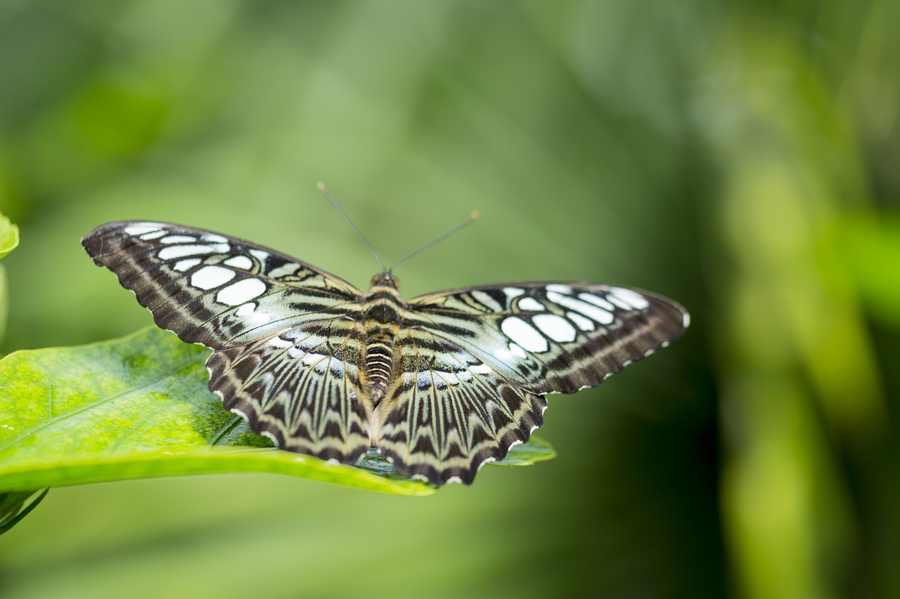 butterfly green wings free photo