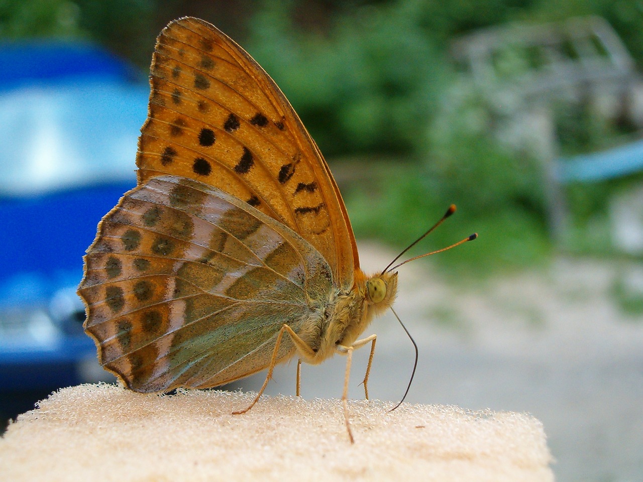 butterfly animal at free photo