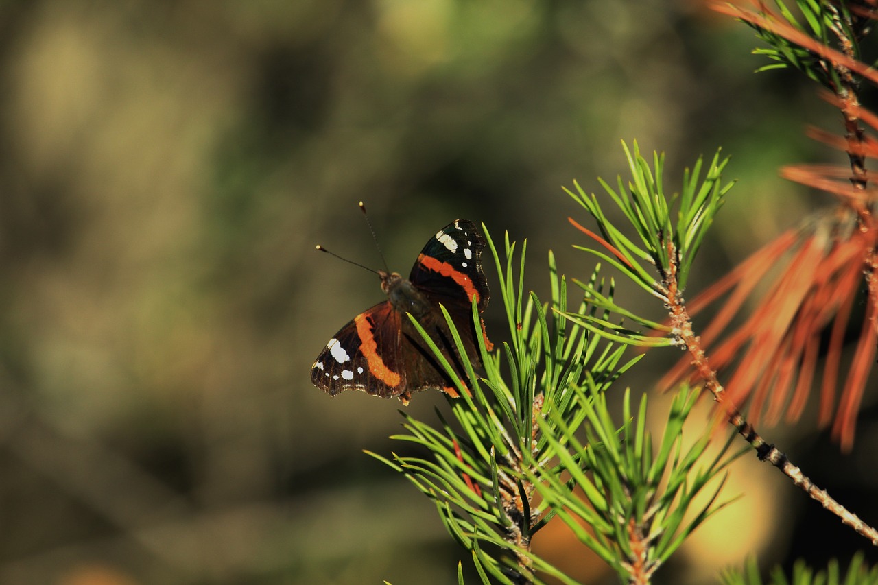 butterfly field insect free photo