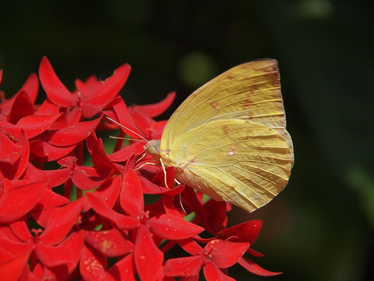 butterfly yellow mein free photo