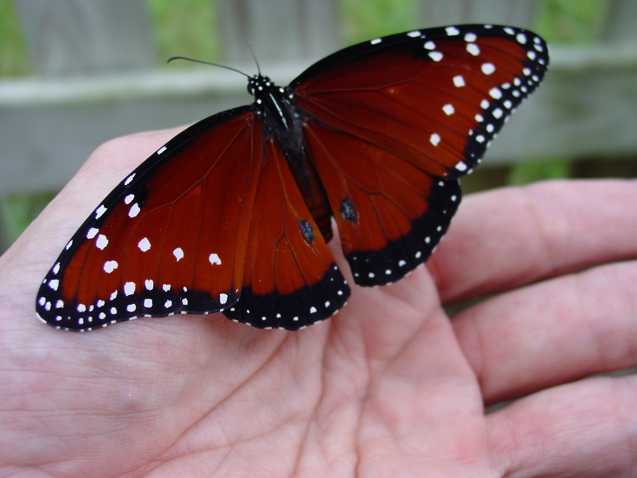 butterfly hand garden free photo