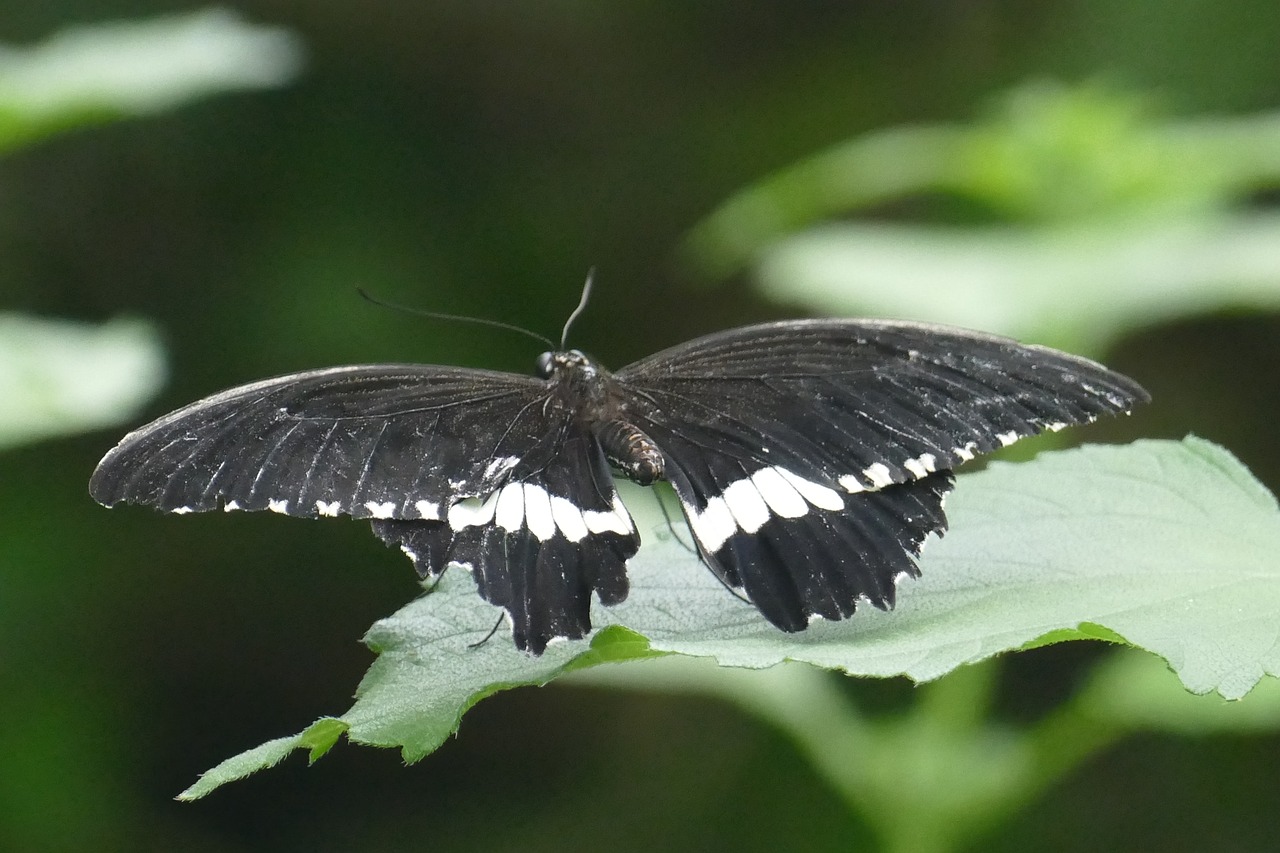 butterfly black insect free photo