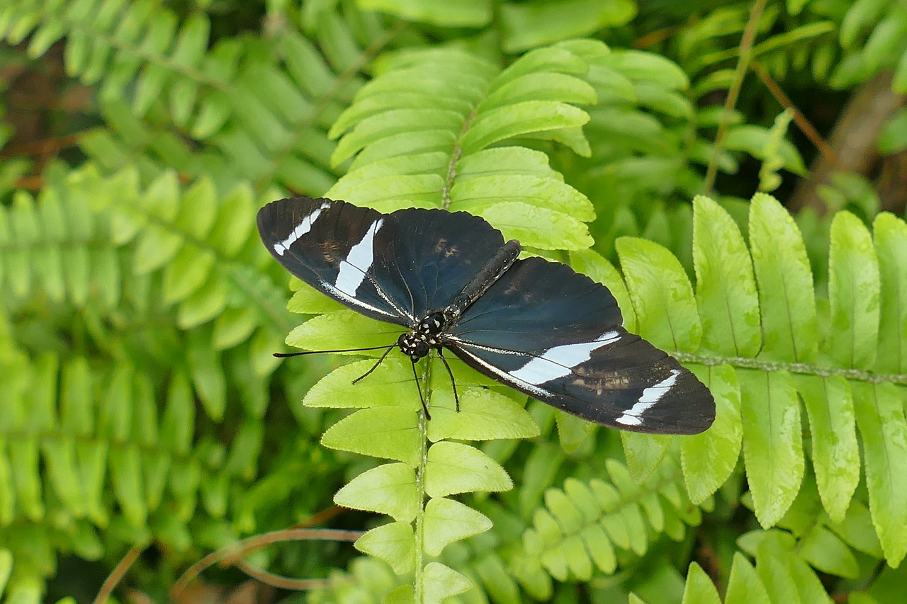 butterfly black and white insect free photo