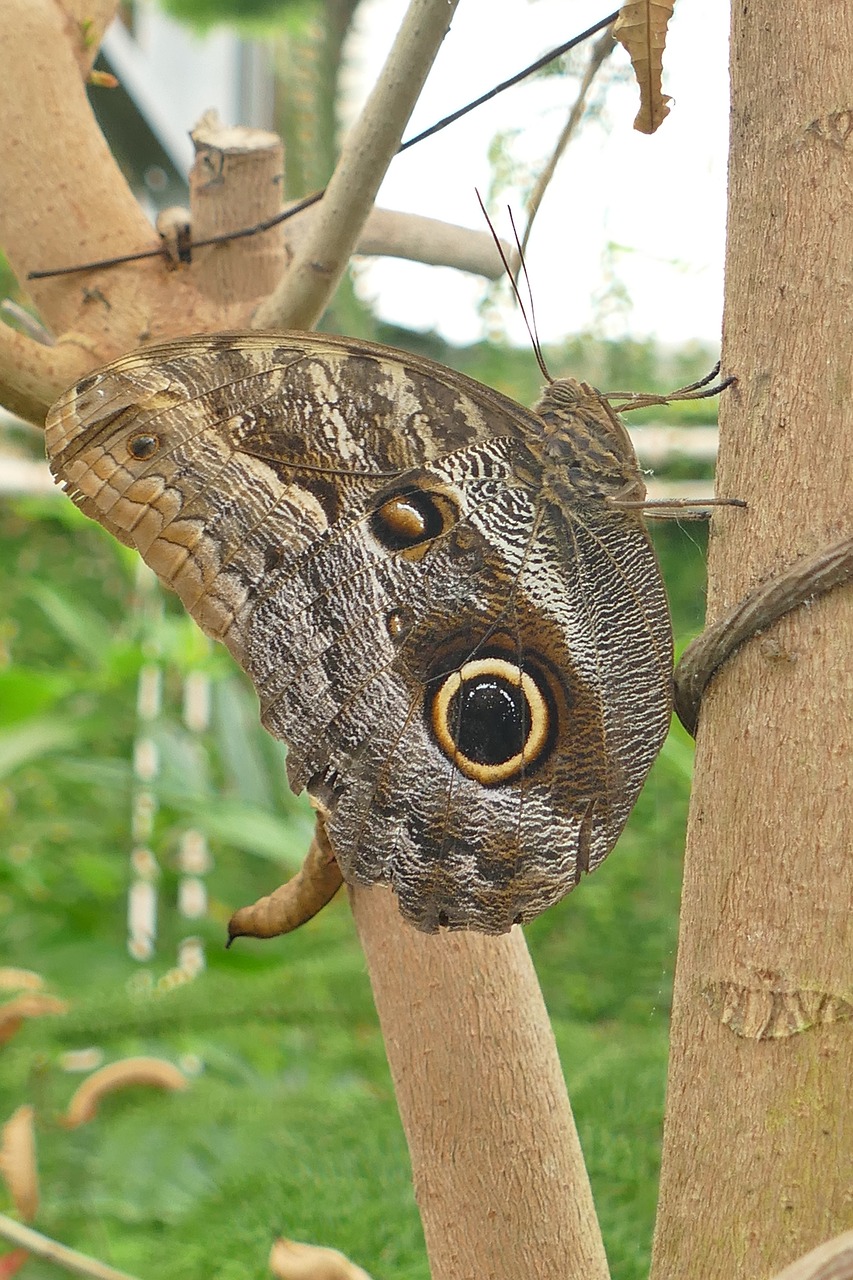 butterfly owl butterfly insect free photo