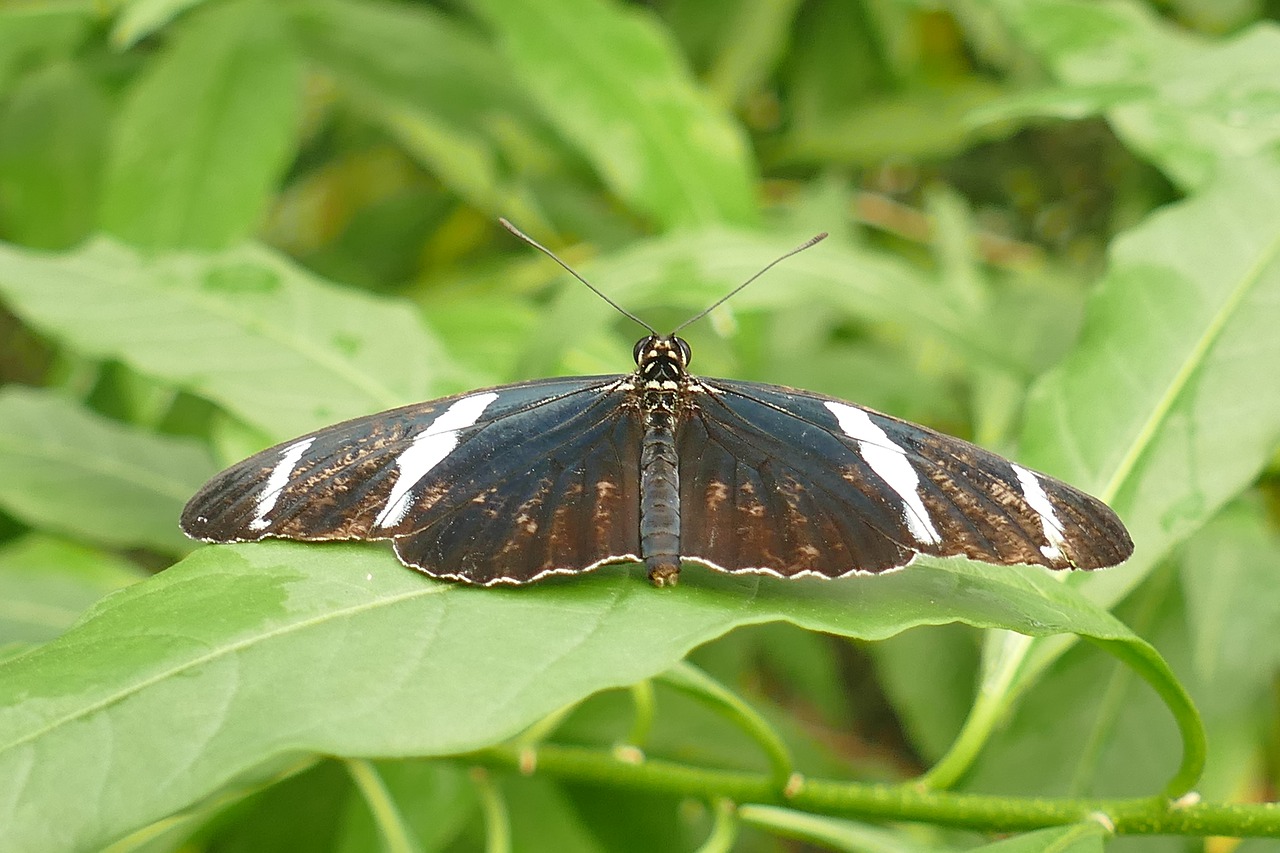 butterfly brown-white-black insect free photo