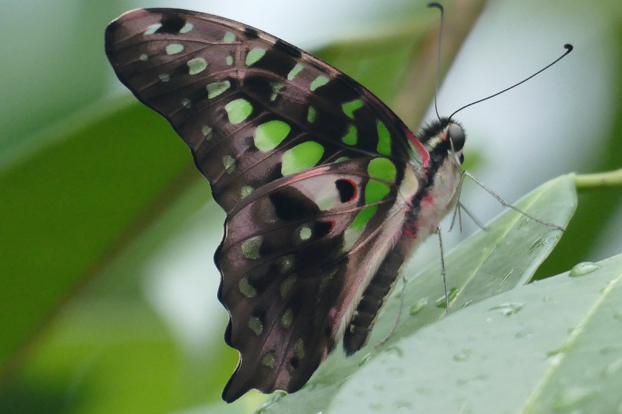 butterfly insect nature free photo