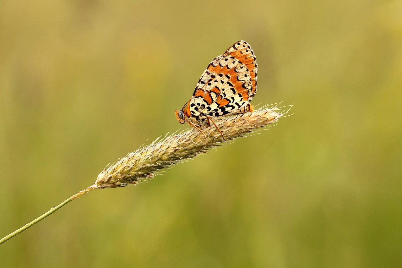 butterfly meadow nature free photo