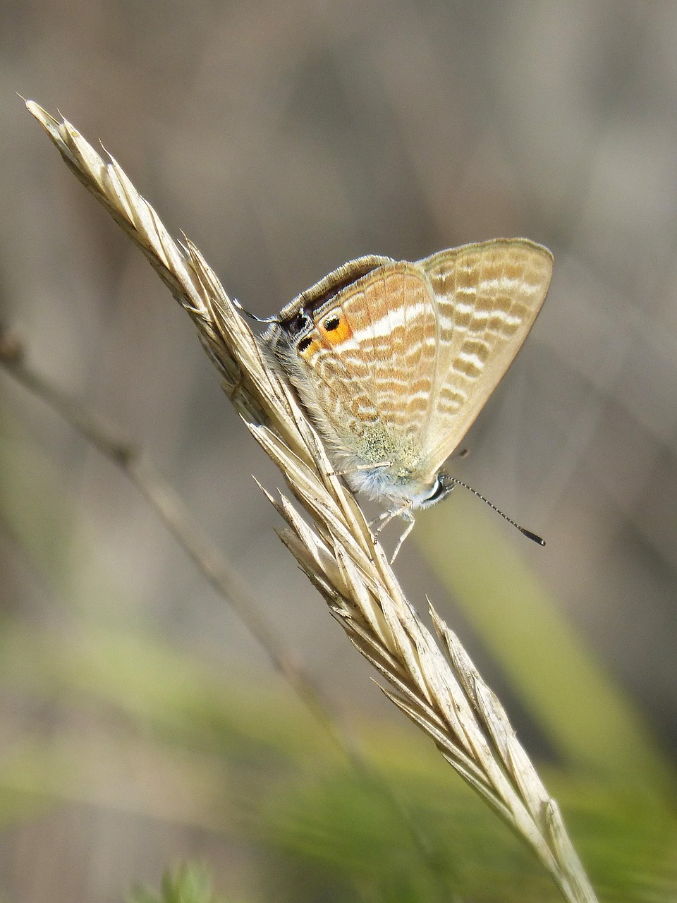 butterfly teenindusega boeticus blaveta dels guisantes free photo