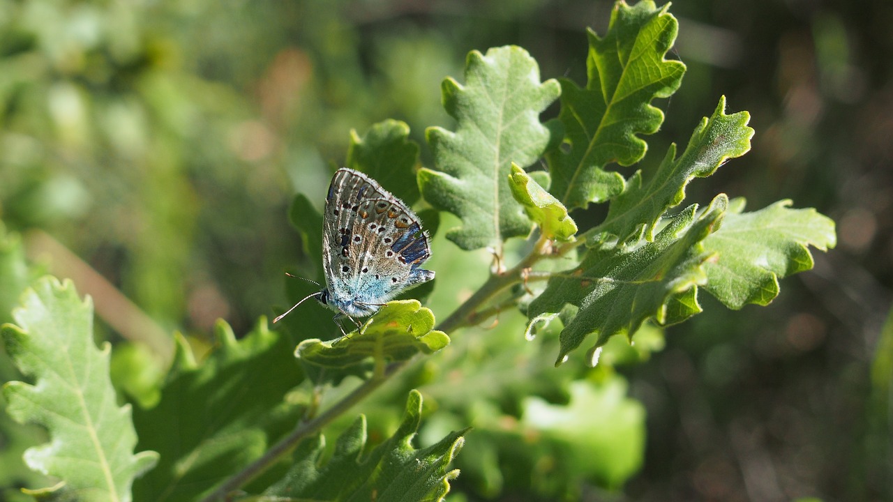 butterfly nature macro free photo