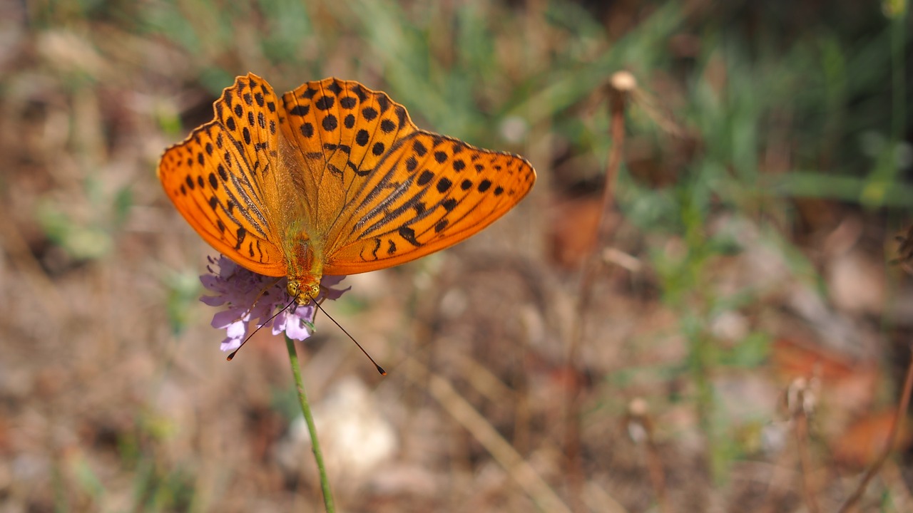 butterfly nature macro free photo