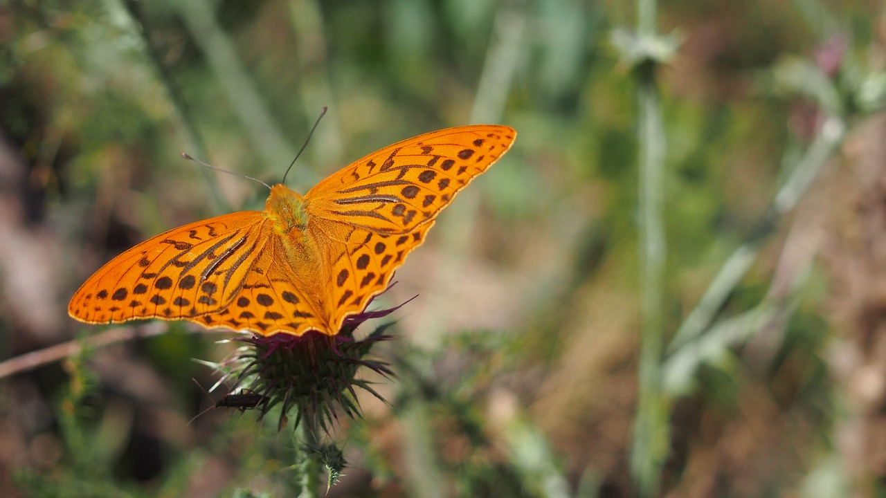 butterfly nature macro free photo