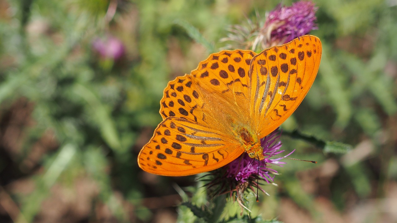 butterfly nature macro free photo