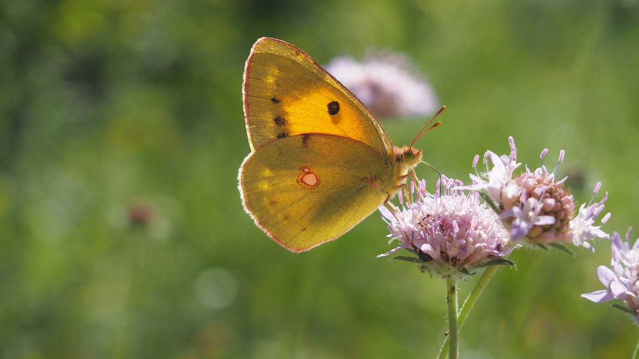 butterfly nature macro free photo