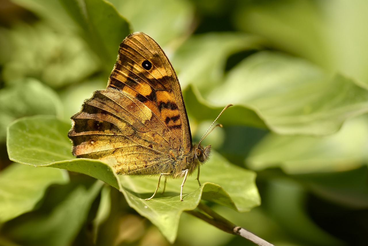 butterfly moth tircis free photo