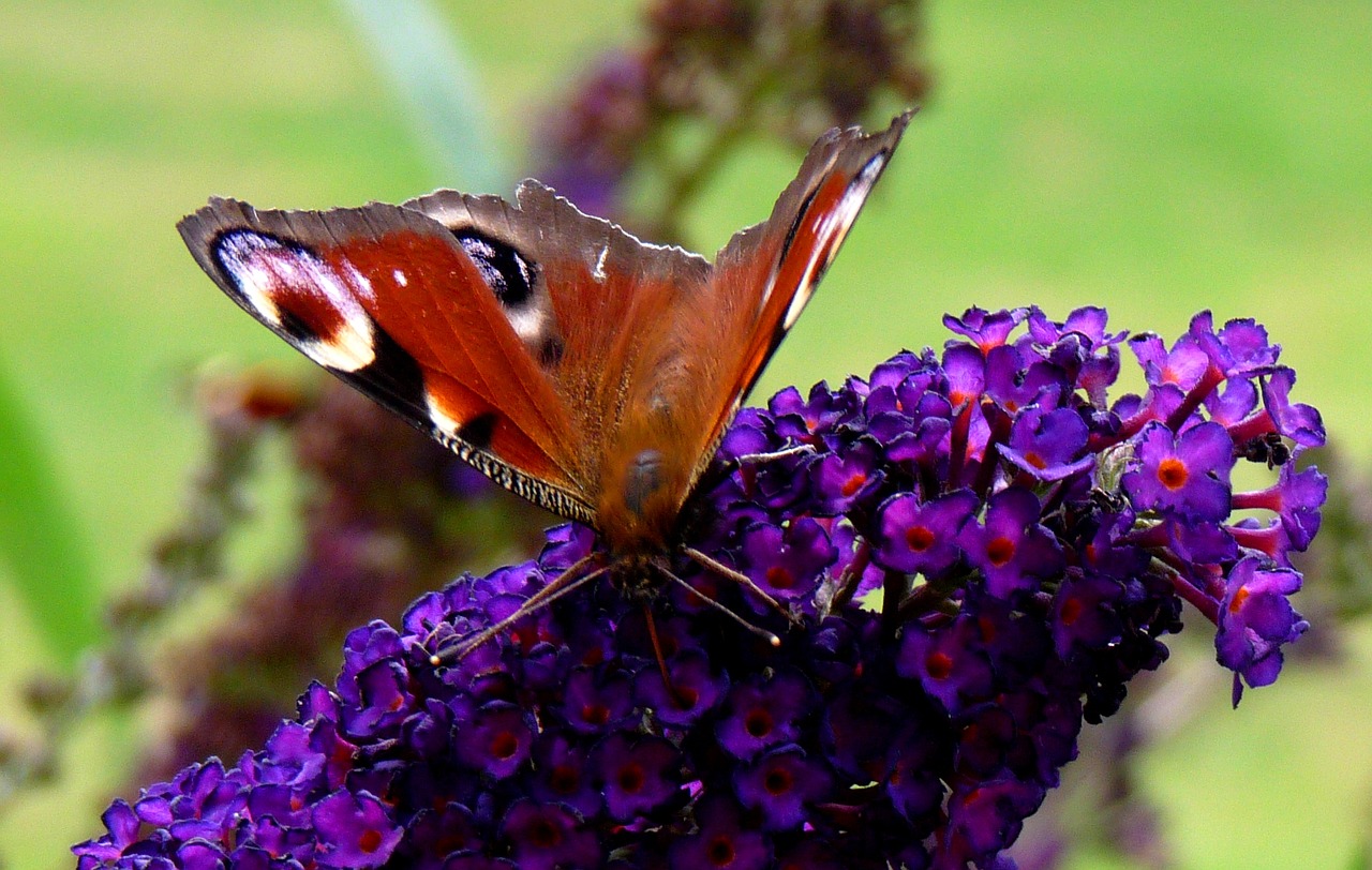 butterfly nature mood free photo