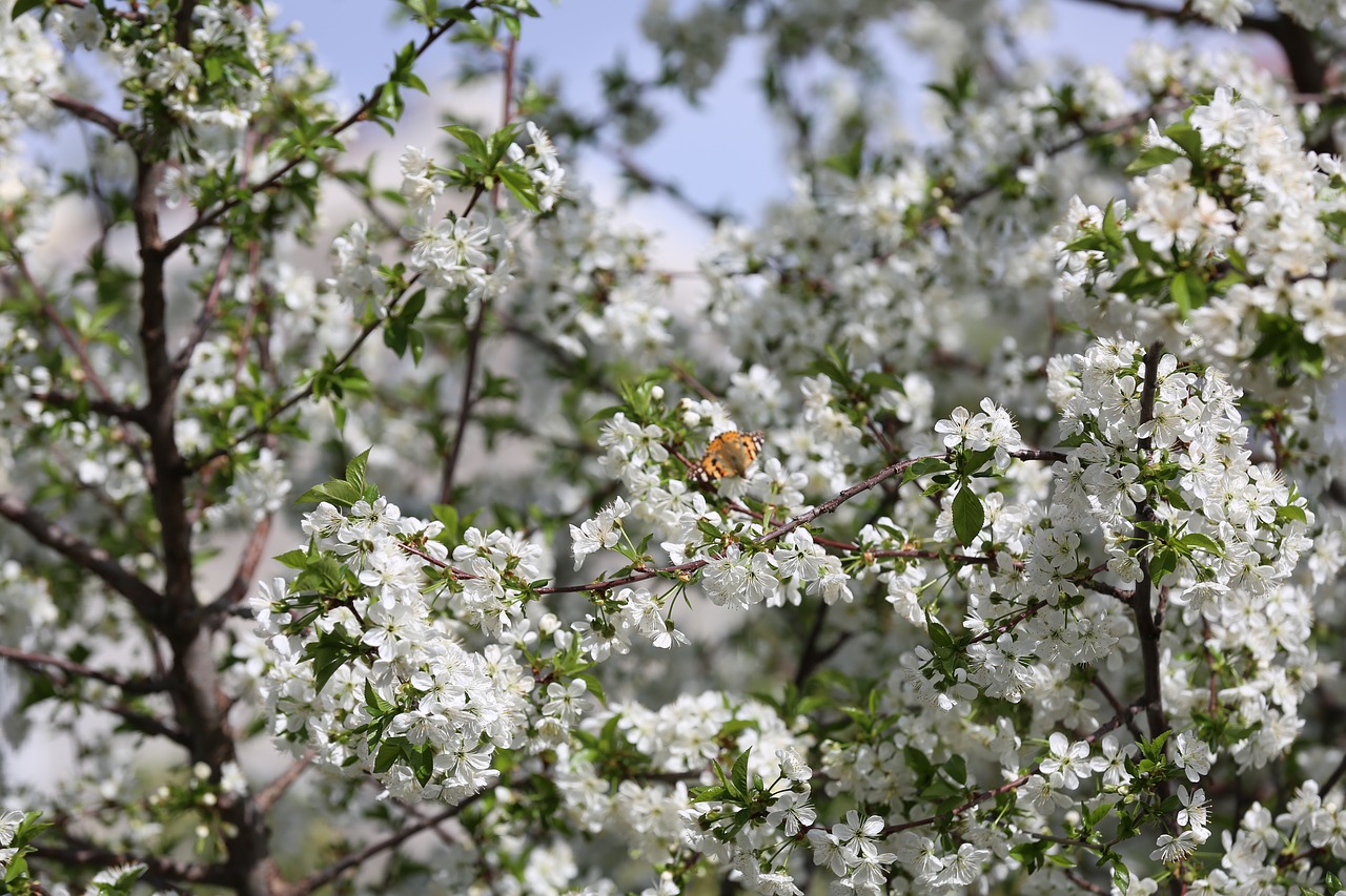 butterfly flower spring free photo