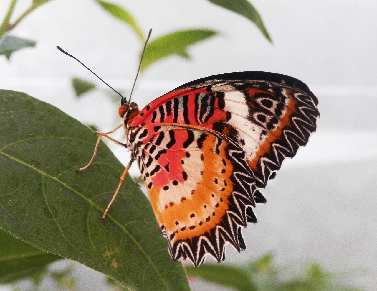 butterfly insect colorful free photo