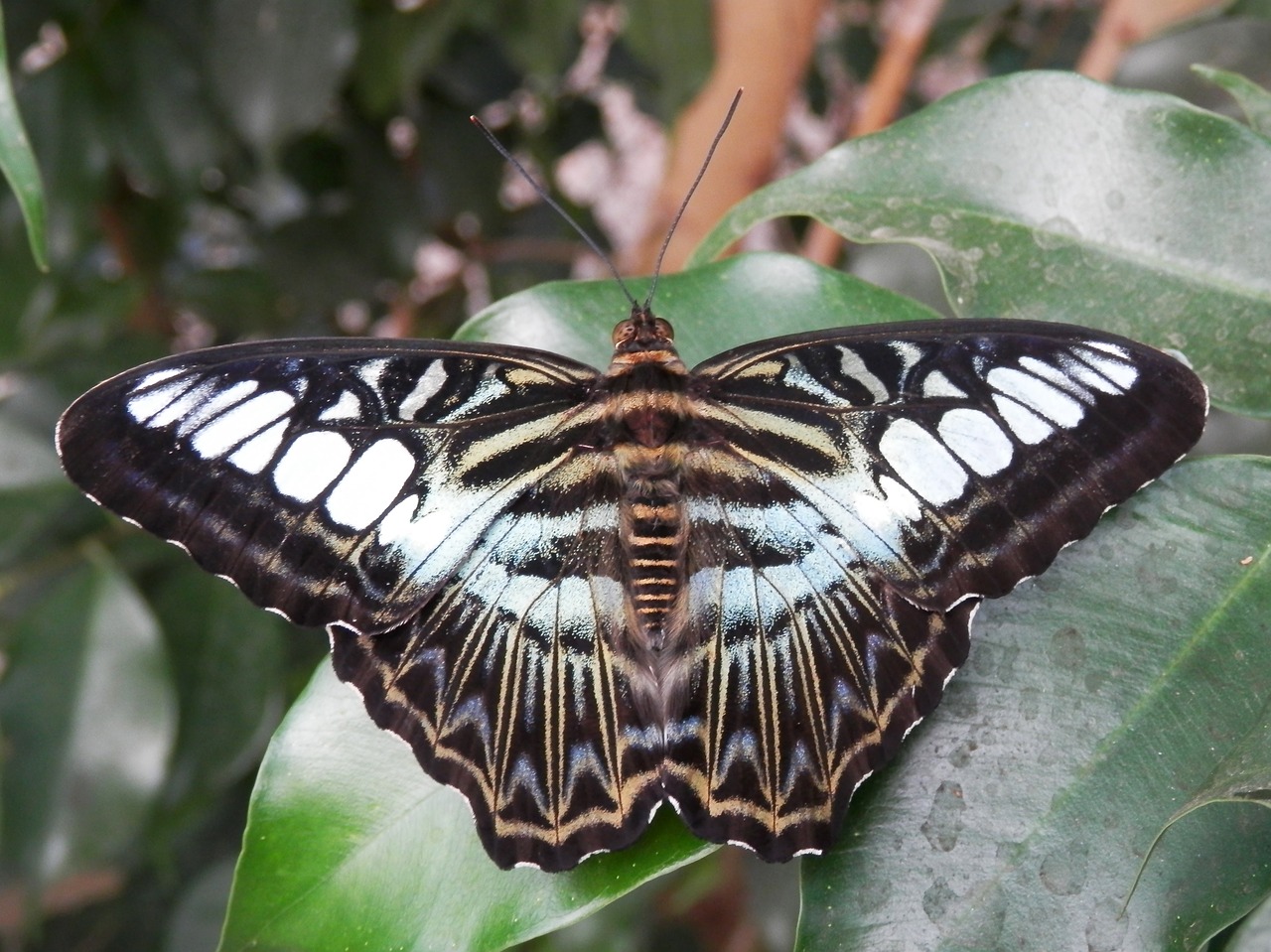 butterfly insect nature free photo