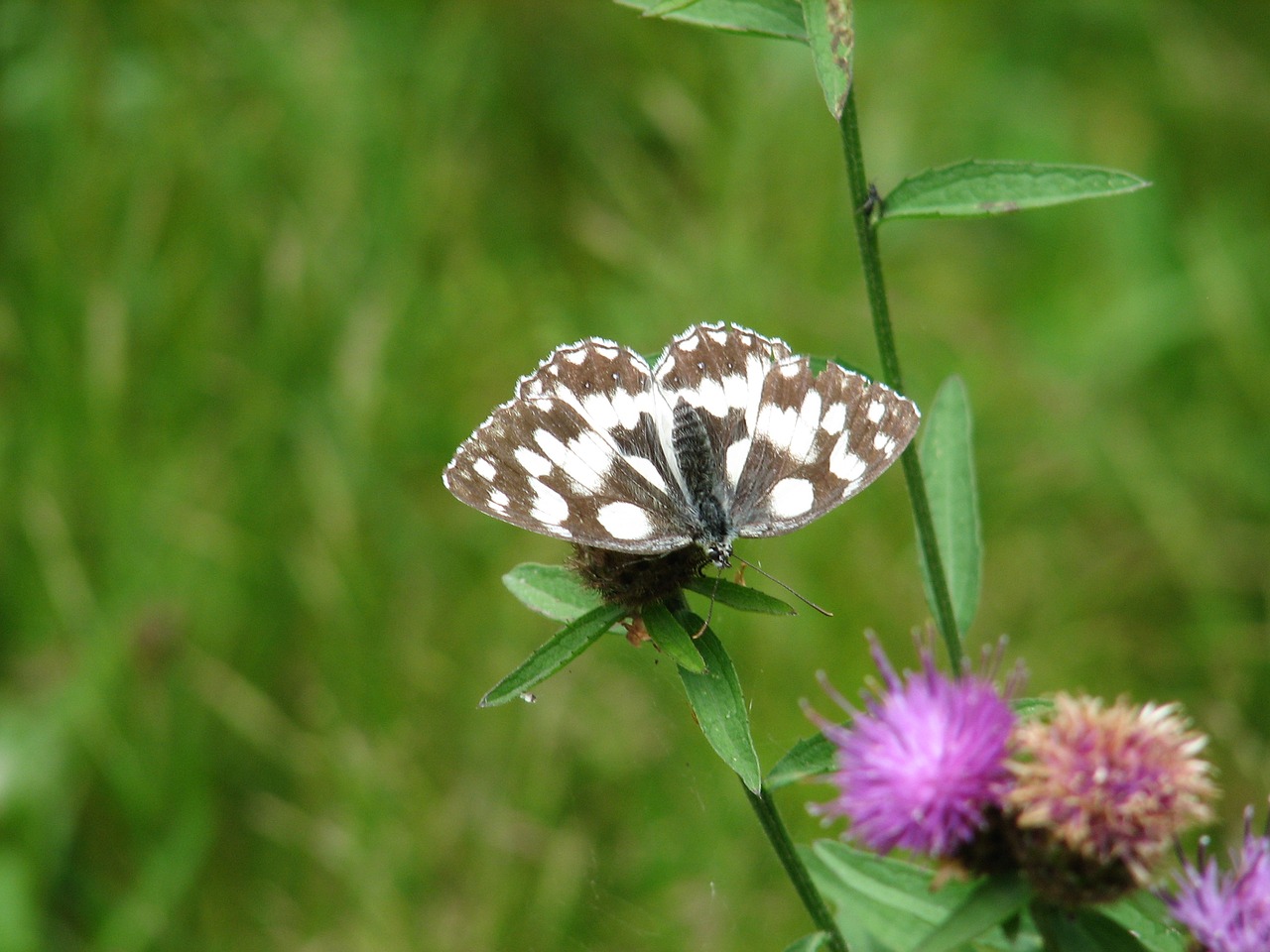 butterfly nature insect free photo