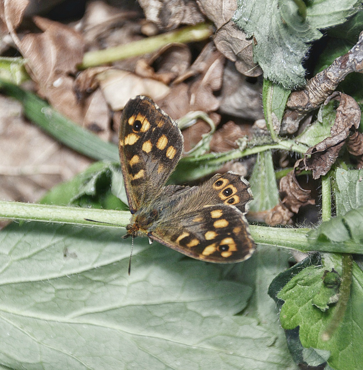 butterfly insect nature free photo