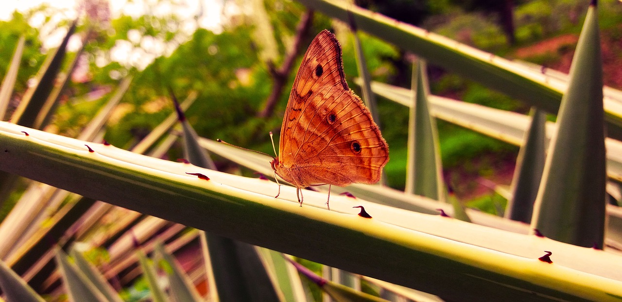 butterfly red insects free photo