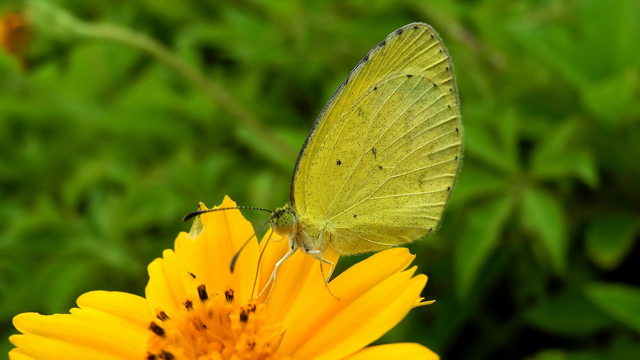 butterfly flower wallpaper free photo