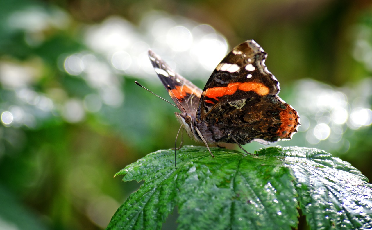 butterfly admiral insect free photo