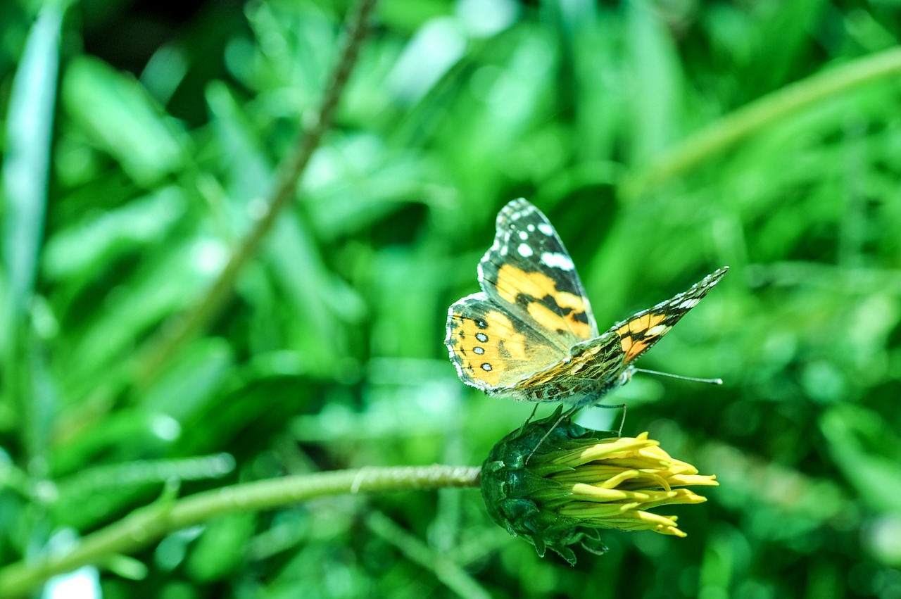 butterfly garden green free photo