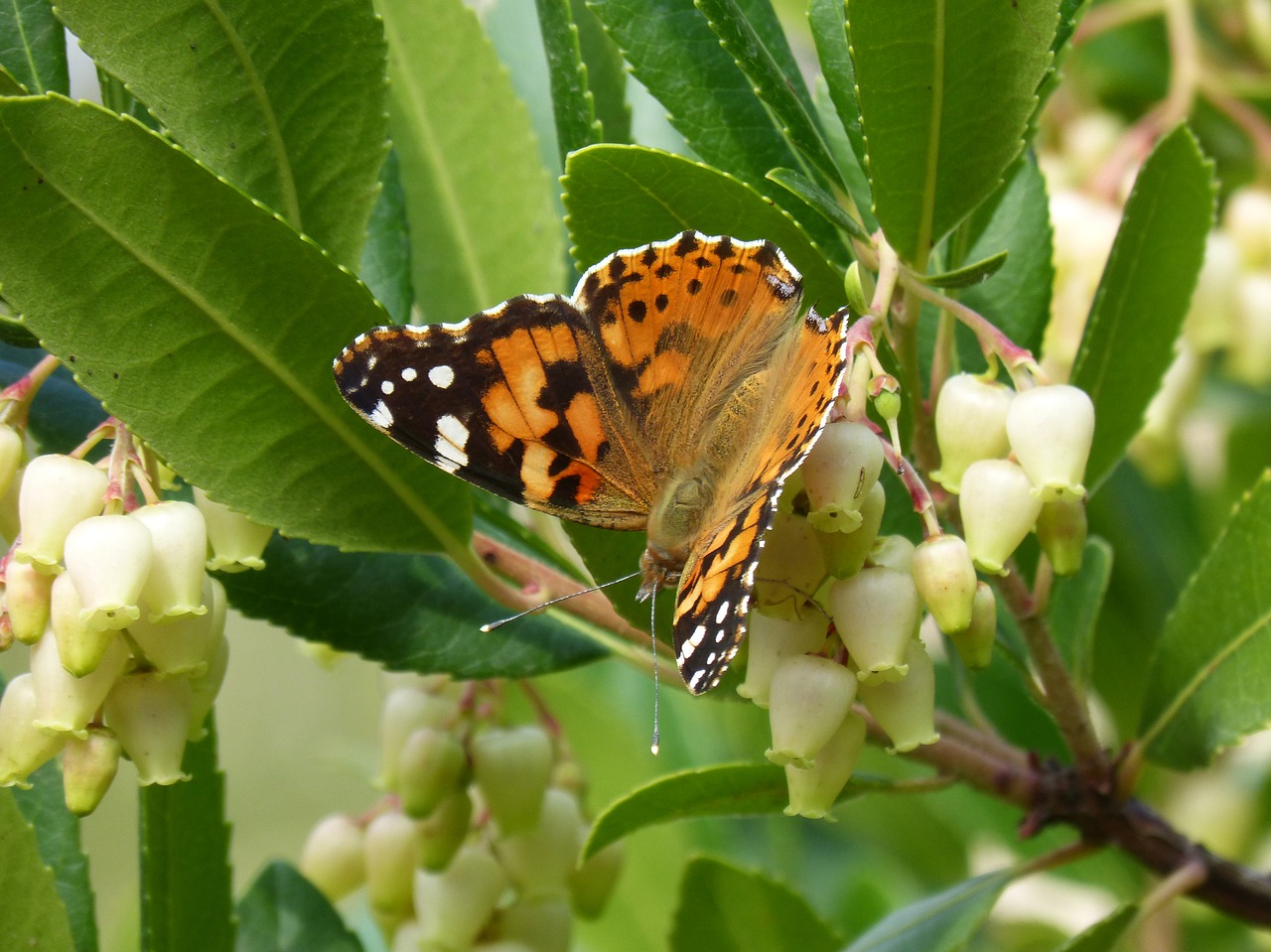 butterfly libar arbutus flower free photo