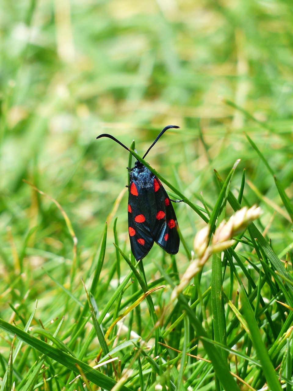 butterfly red black free photo