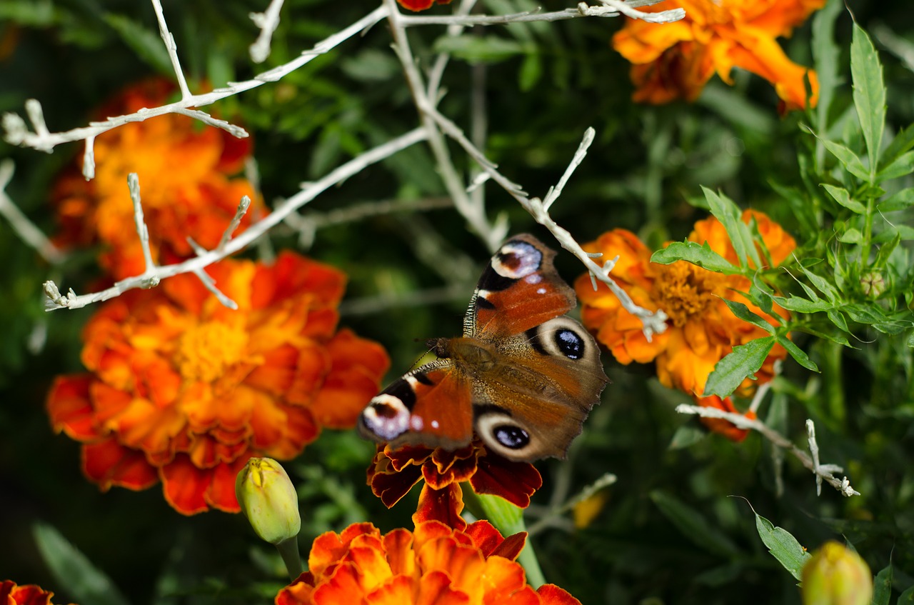 butterfly orange flower free photo