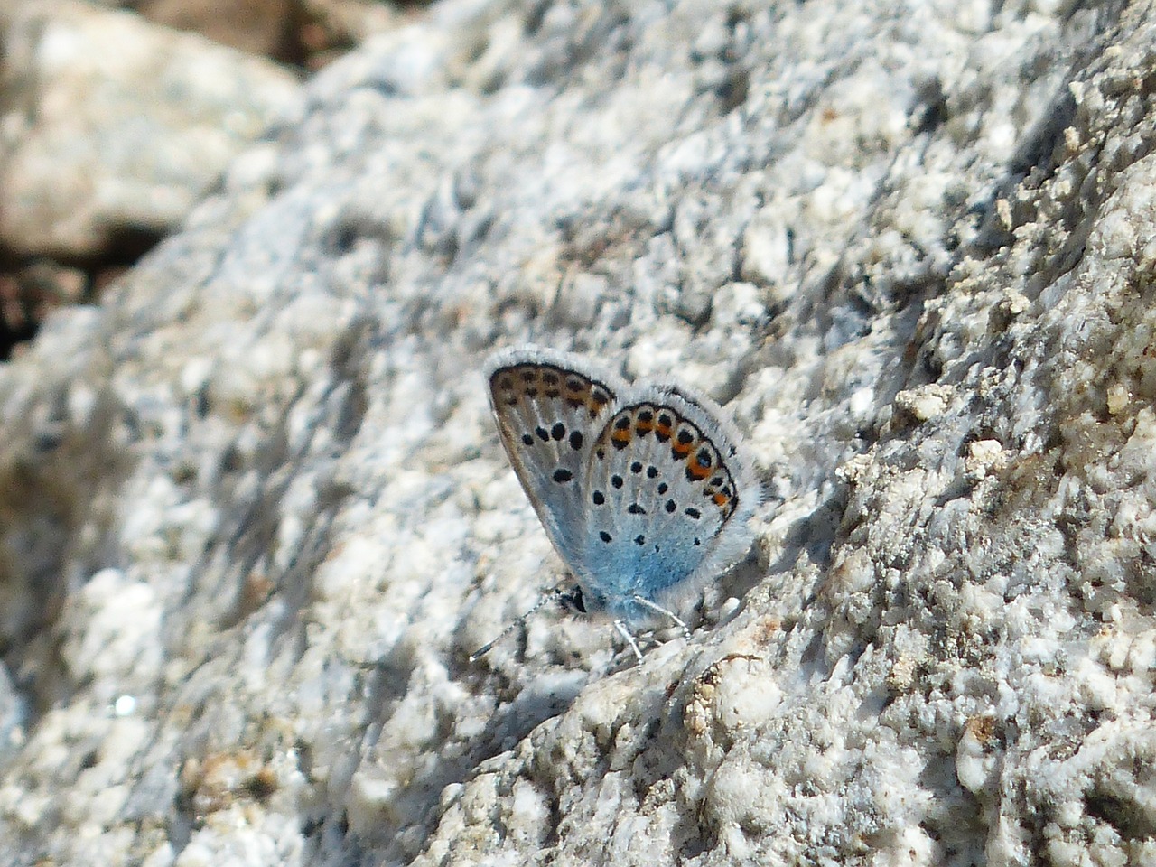 butterfly restharrow's blue polyommatus icarus free photo