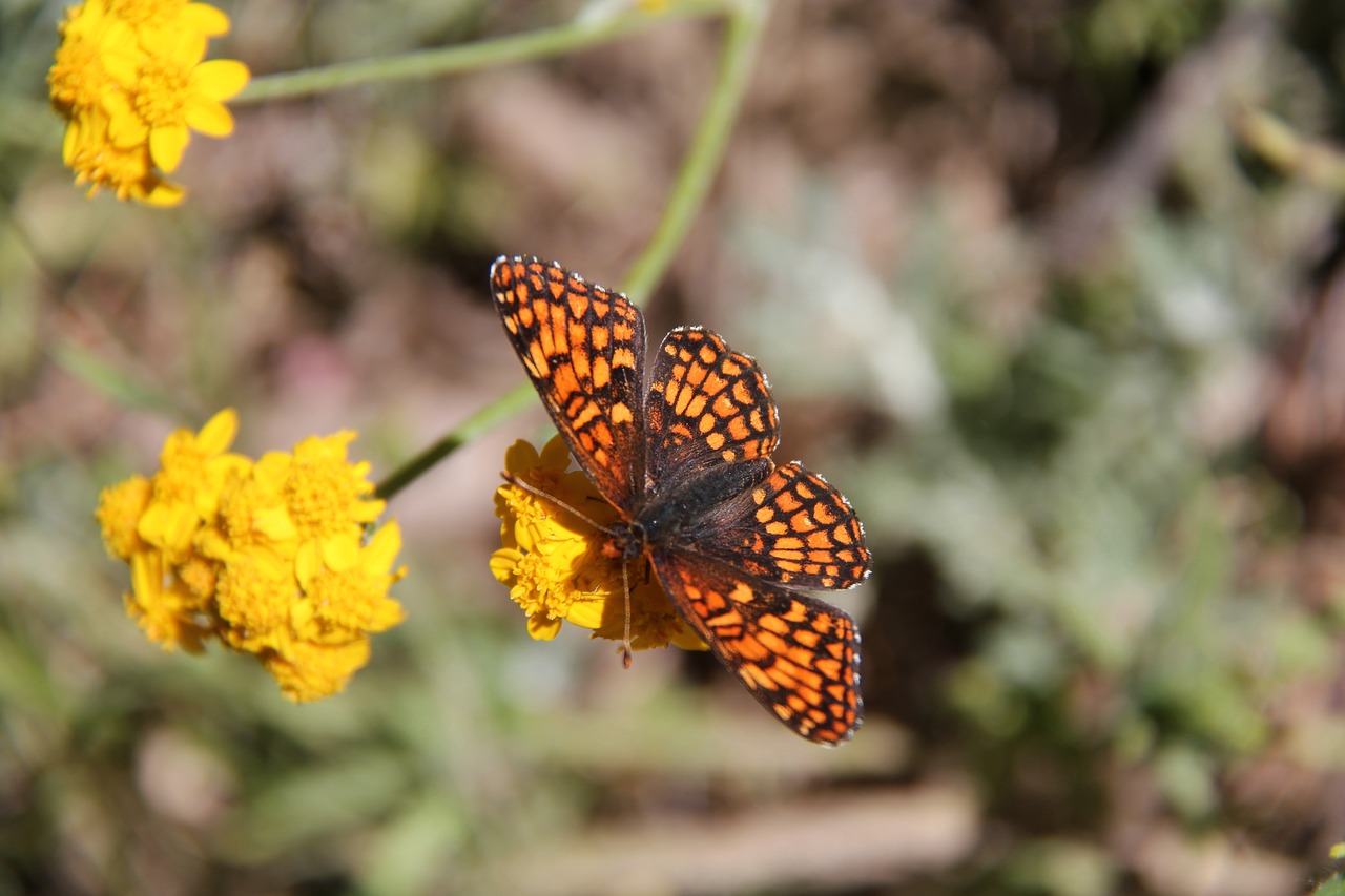 butterfly insect monarch free photo