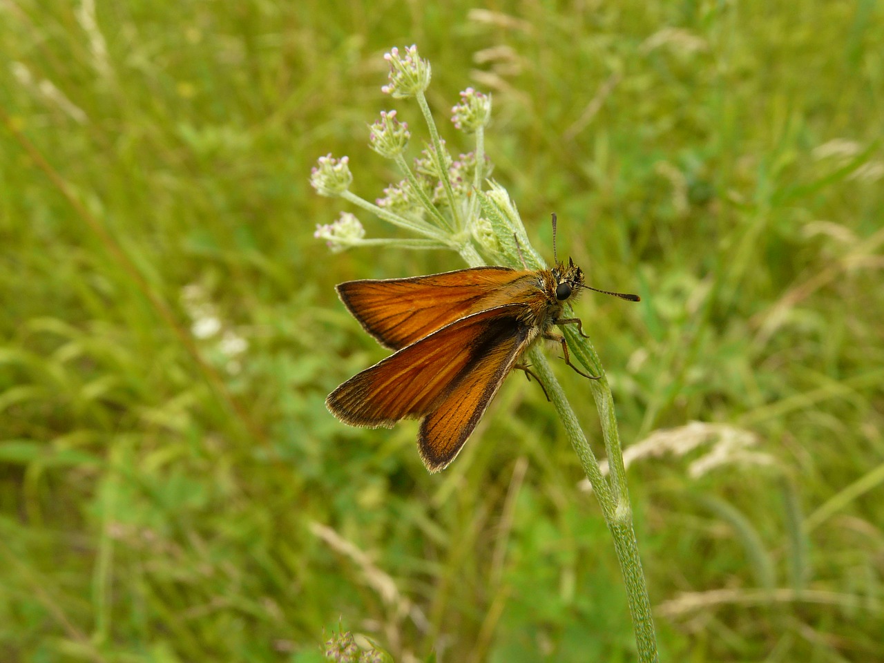 butterfly brown insect free photo