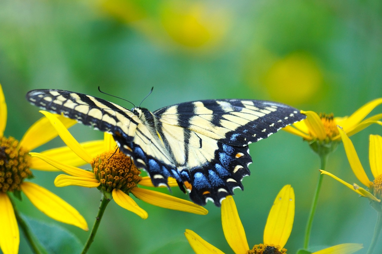 butterfly flower wildlife free photo