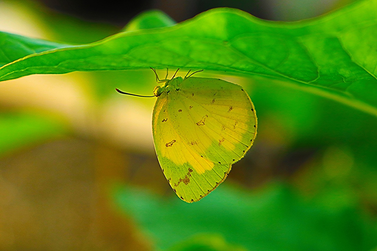 wildanimal butterfly green free photo