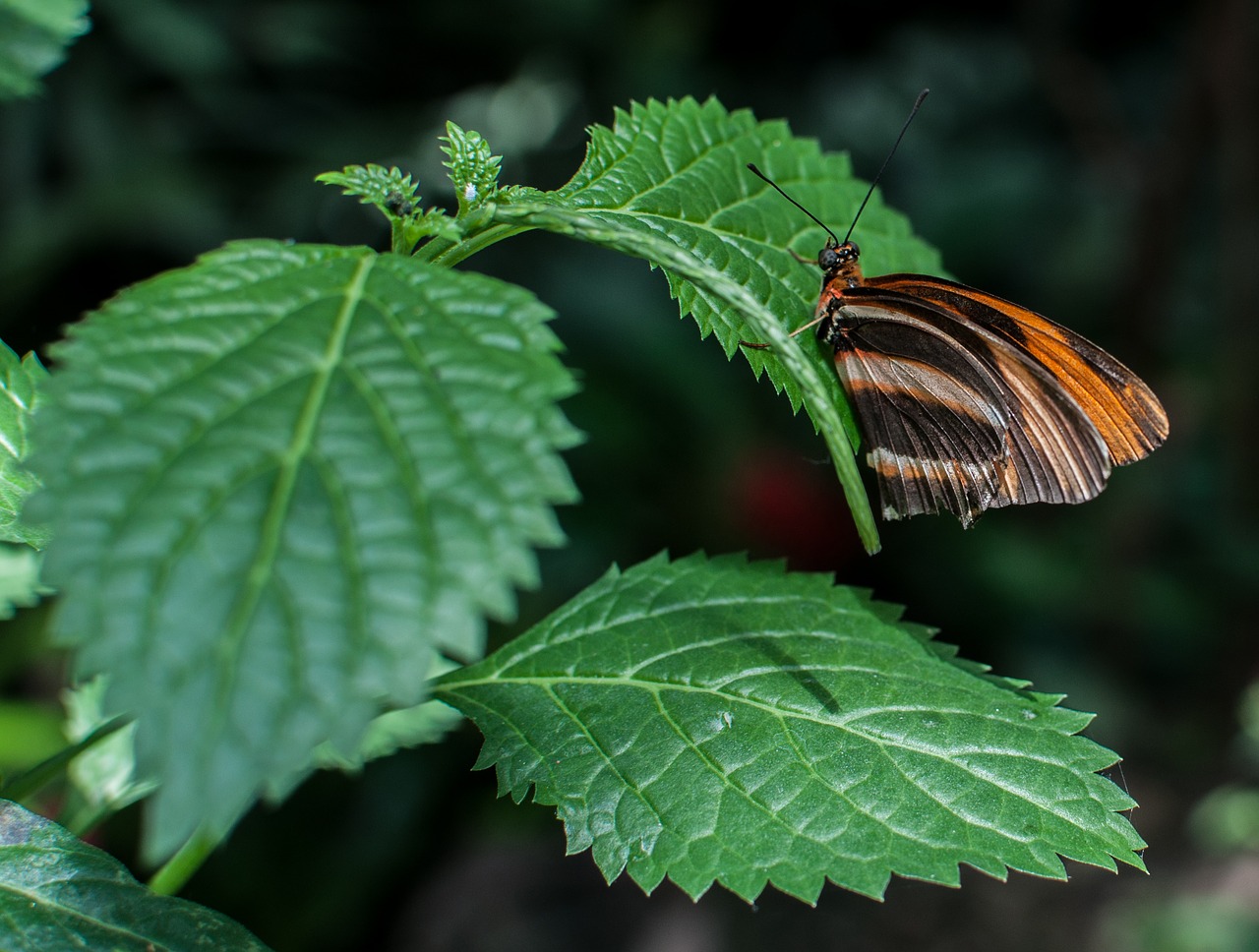 butterfly thistle animal free photo