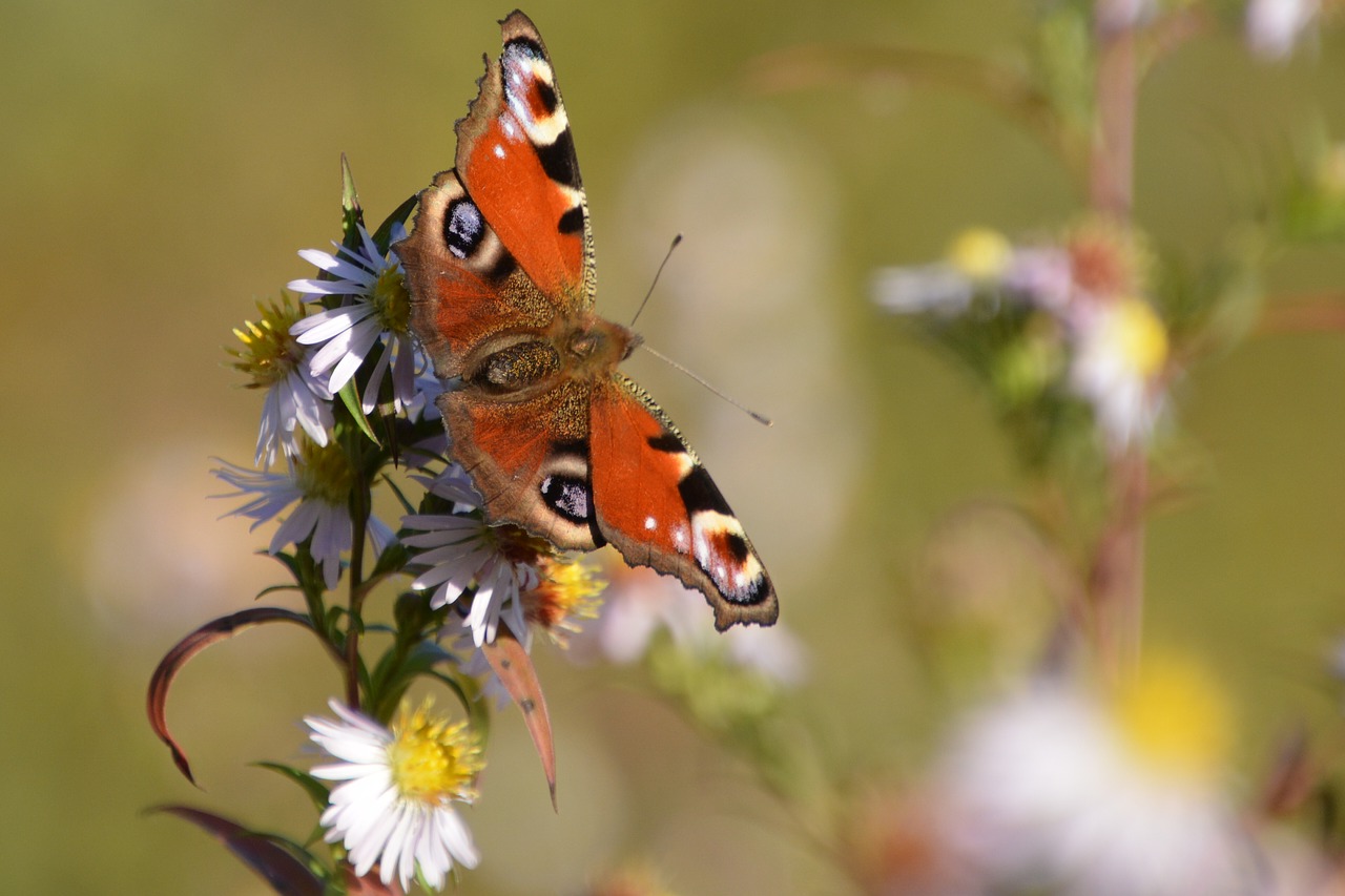 butterfly peacock day fall free photo