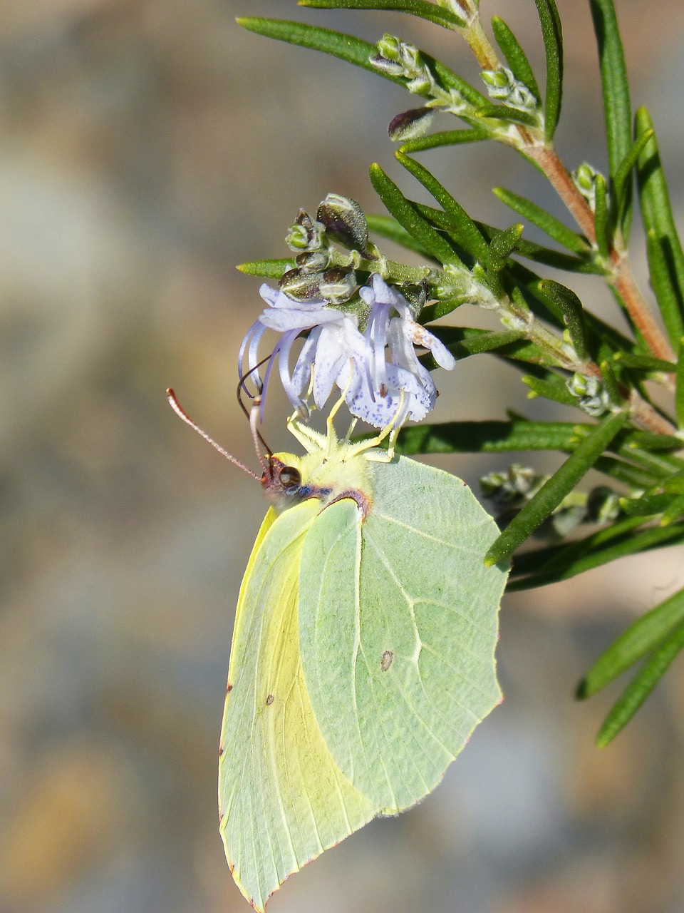 butterfly cleopatra gonepteryx cleopatra free photo