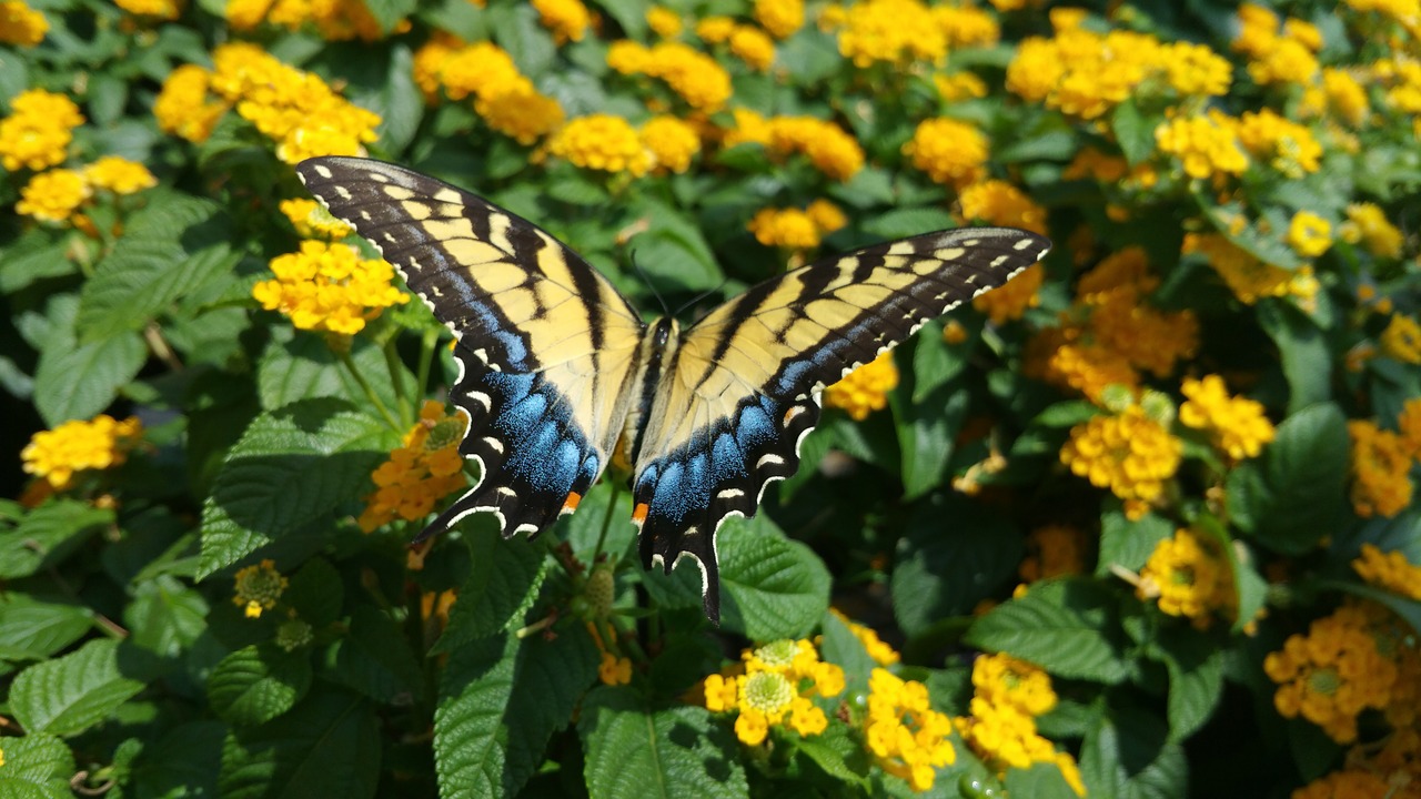 butterfly flower yellow free photo