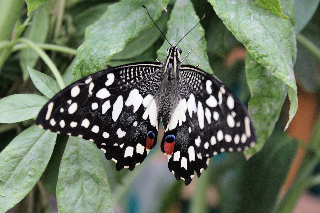 butterfly nature garden free photo