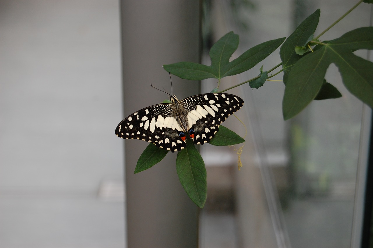 butterfly nature insect free photo