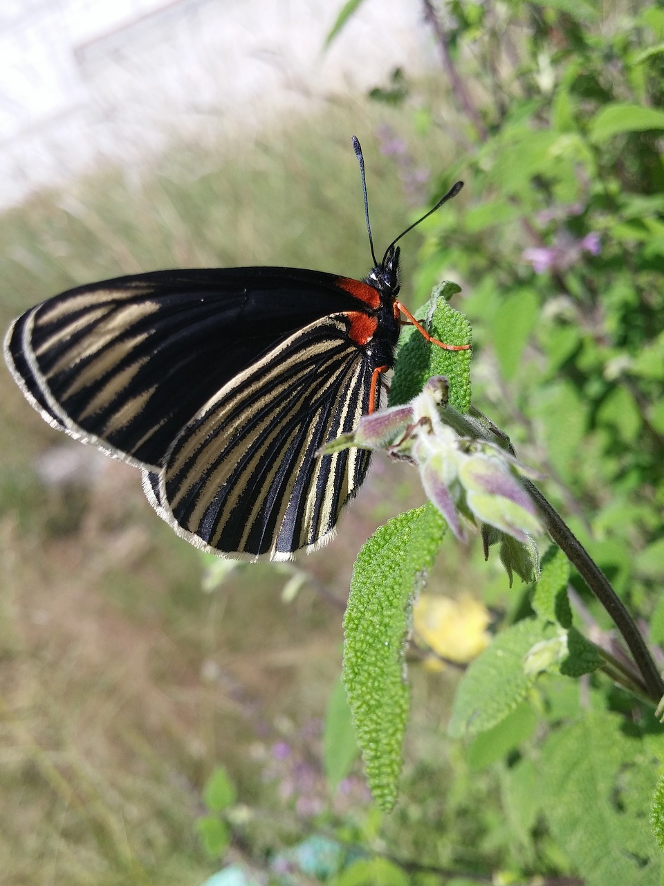 butterfly beautiful nice free photo