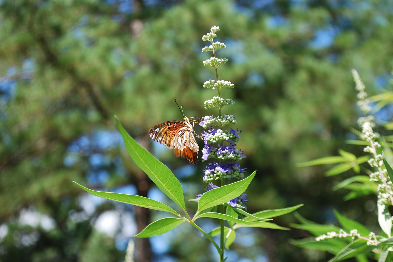 butterfly vitex chaste free photo