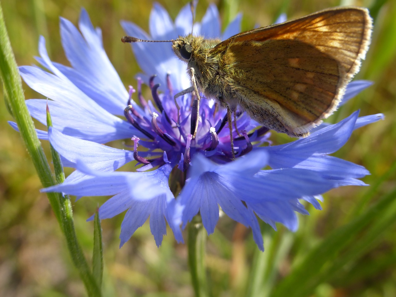 butterfly summer cornflower free photo