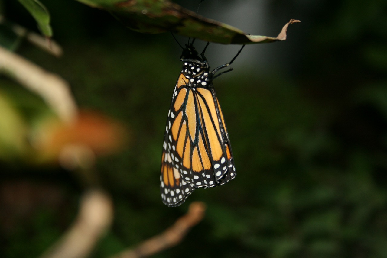 butterfly butterflies insect free photo