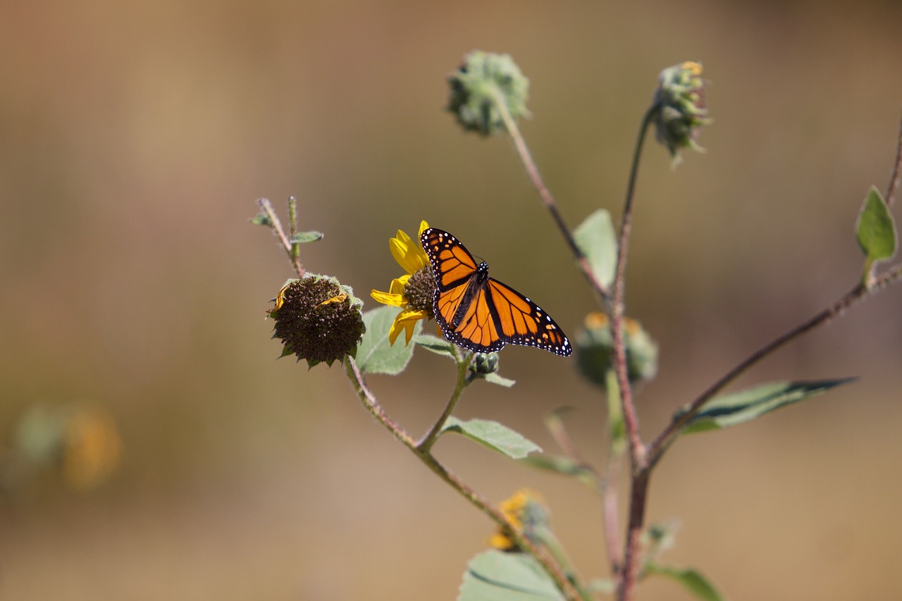 butterfly macro insect free photo