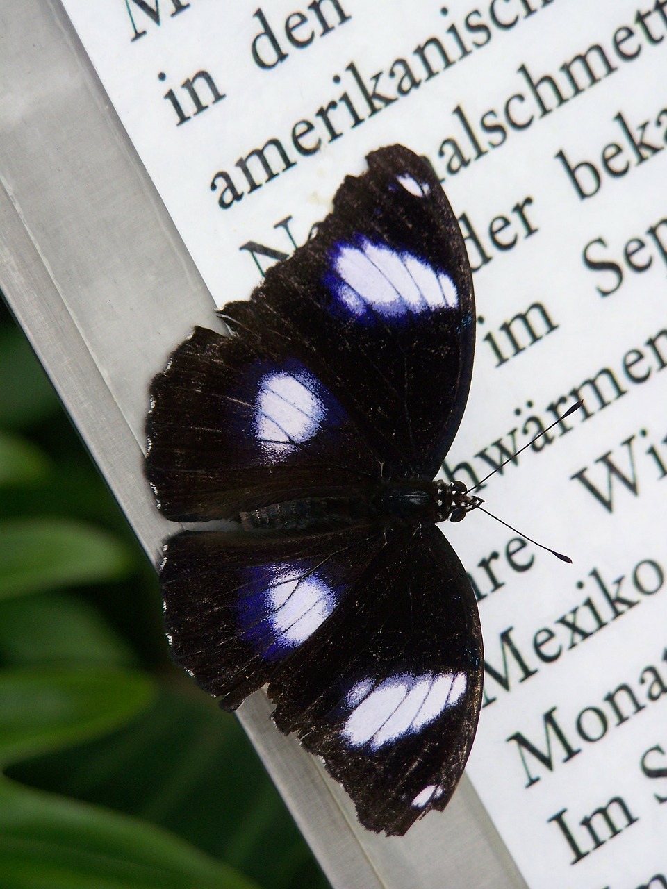 butterfly wing insect free photo