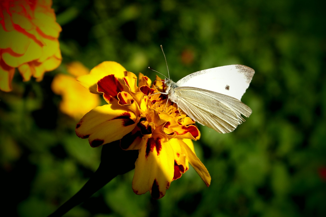 butterfly cabbage white wings free photo