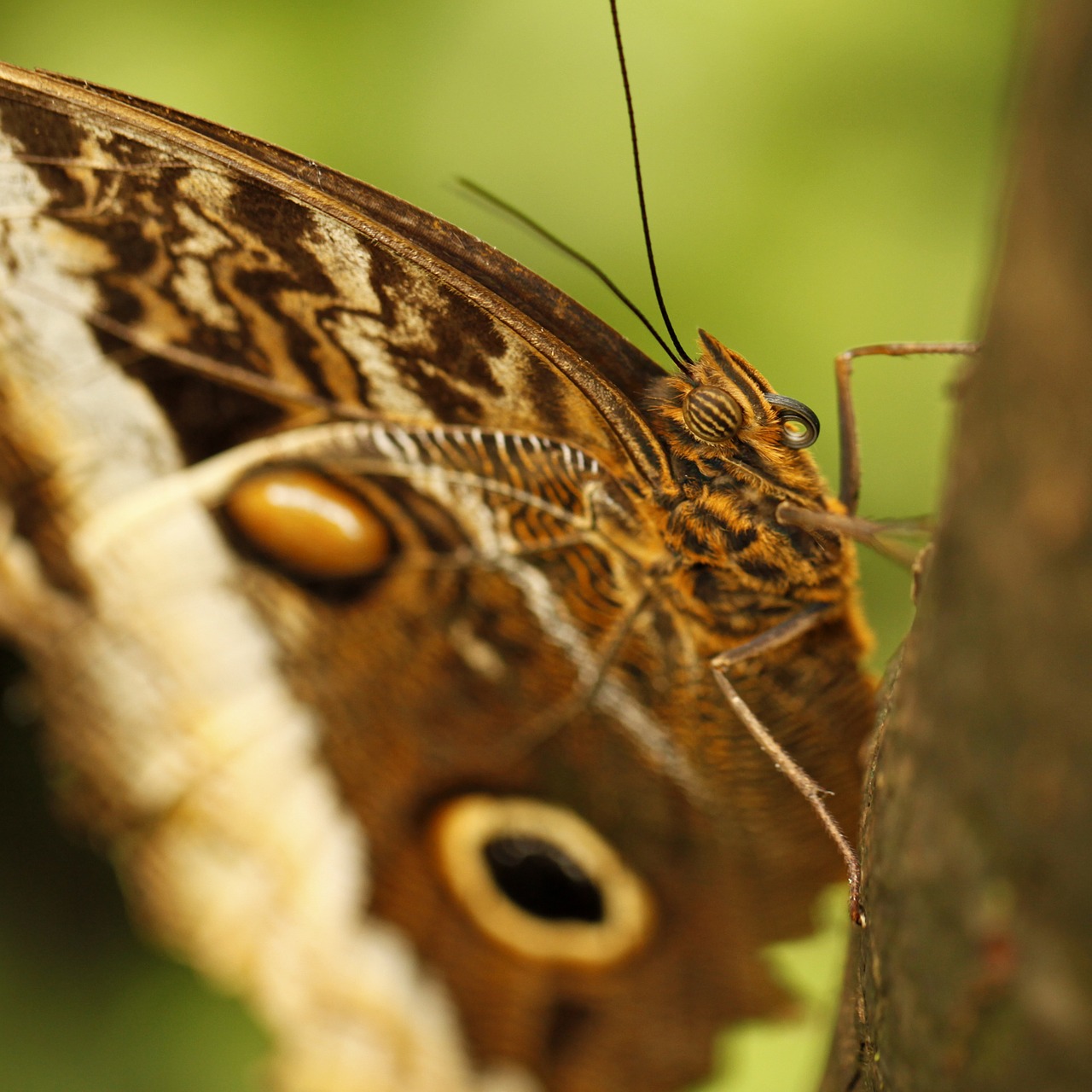 butterfly insects butterflies free photo